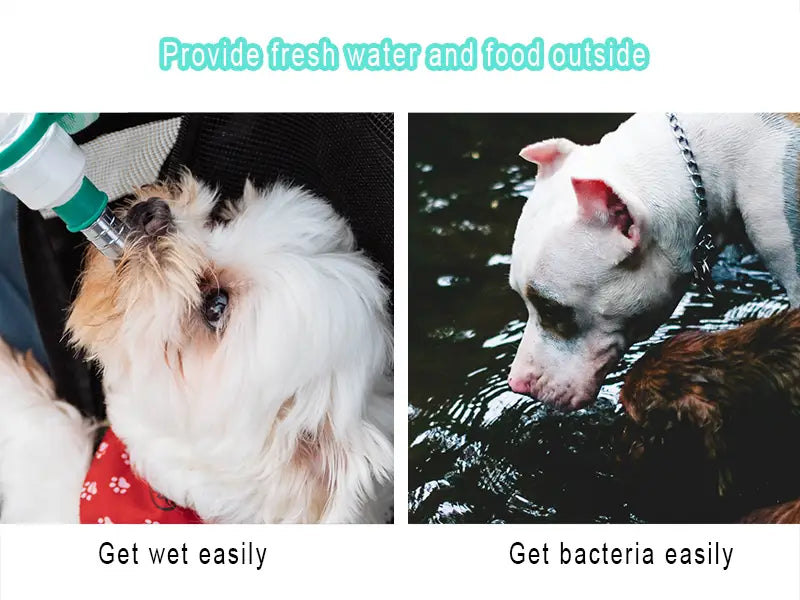 dog water bottle
