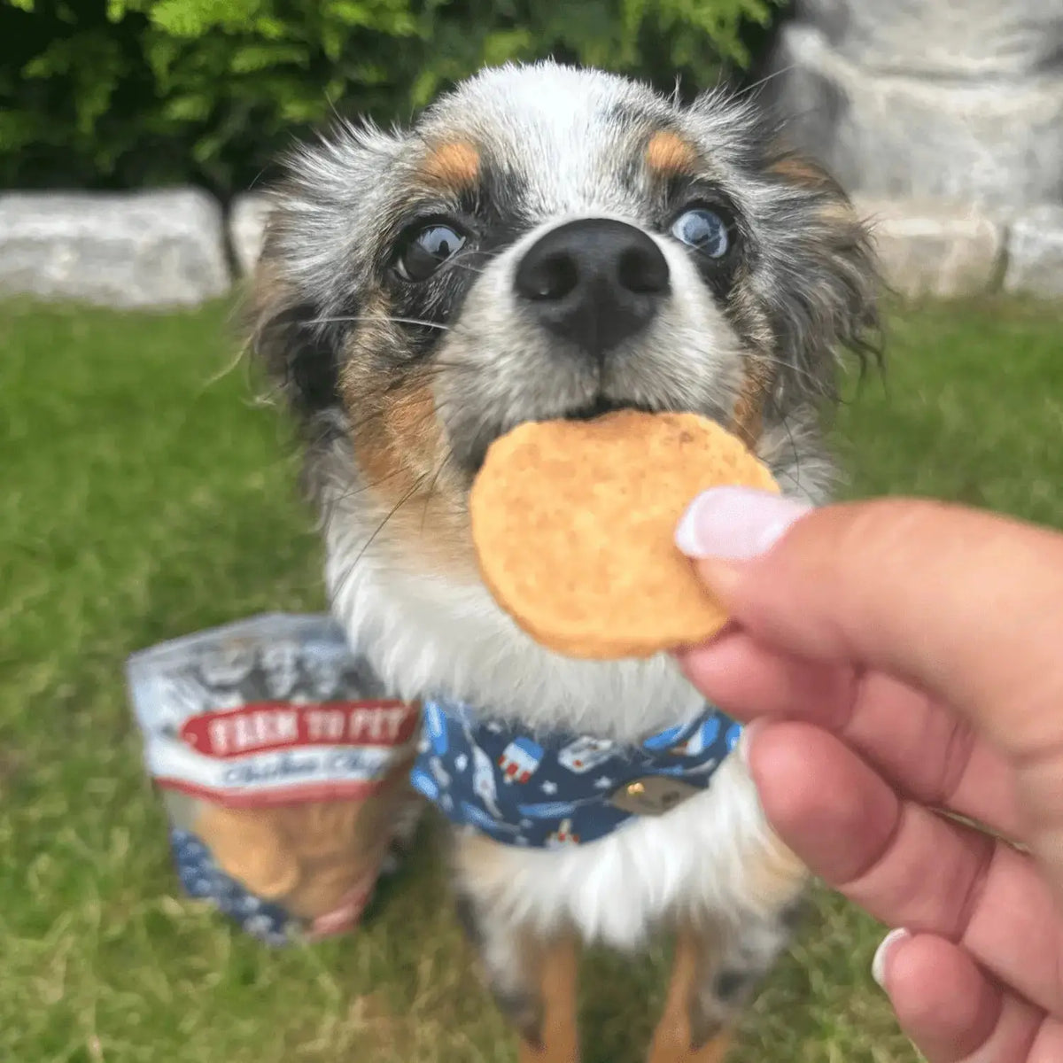 Americana Chicken Dog Treats | Celebrate with USA-Made Treats - Chip