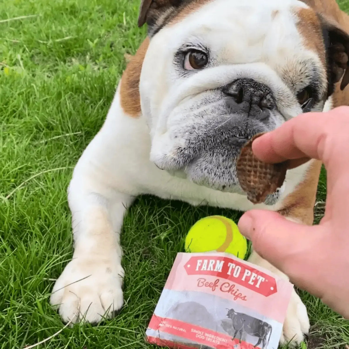 Beef Chip Dog Treats Snack Pack Bundles | Training & Travel - Snack Pack