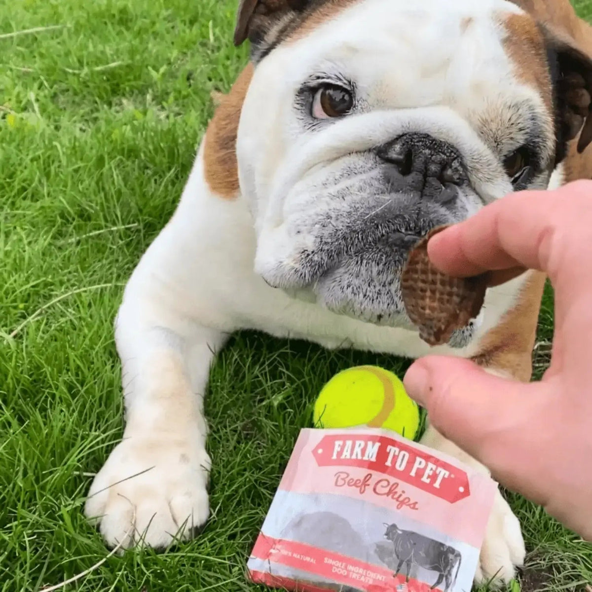 Beef Chip Dog Treats Snack Pack Bundles | Training & Travel - Snack Pack