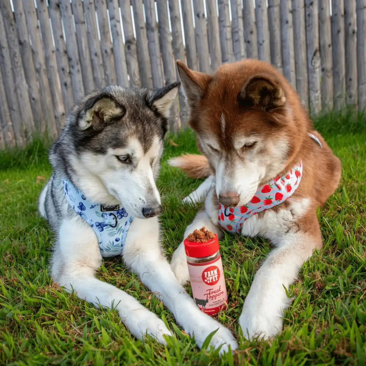 Beef Dog Food Topper | Powdered Meal Topper for Pets - Topper