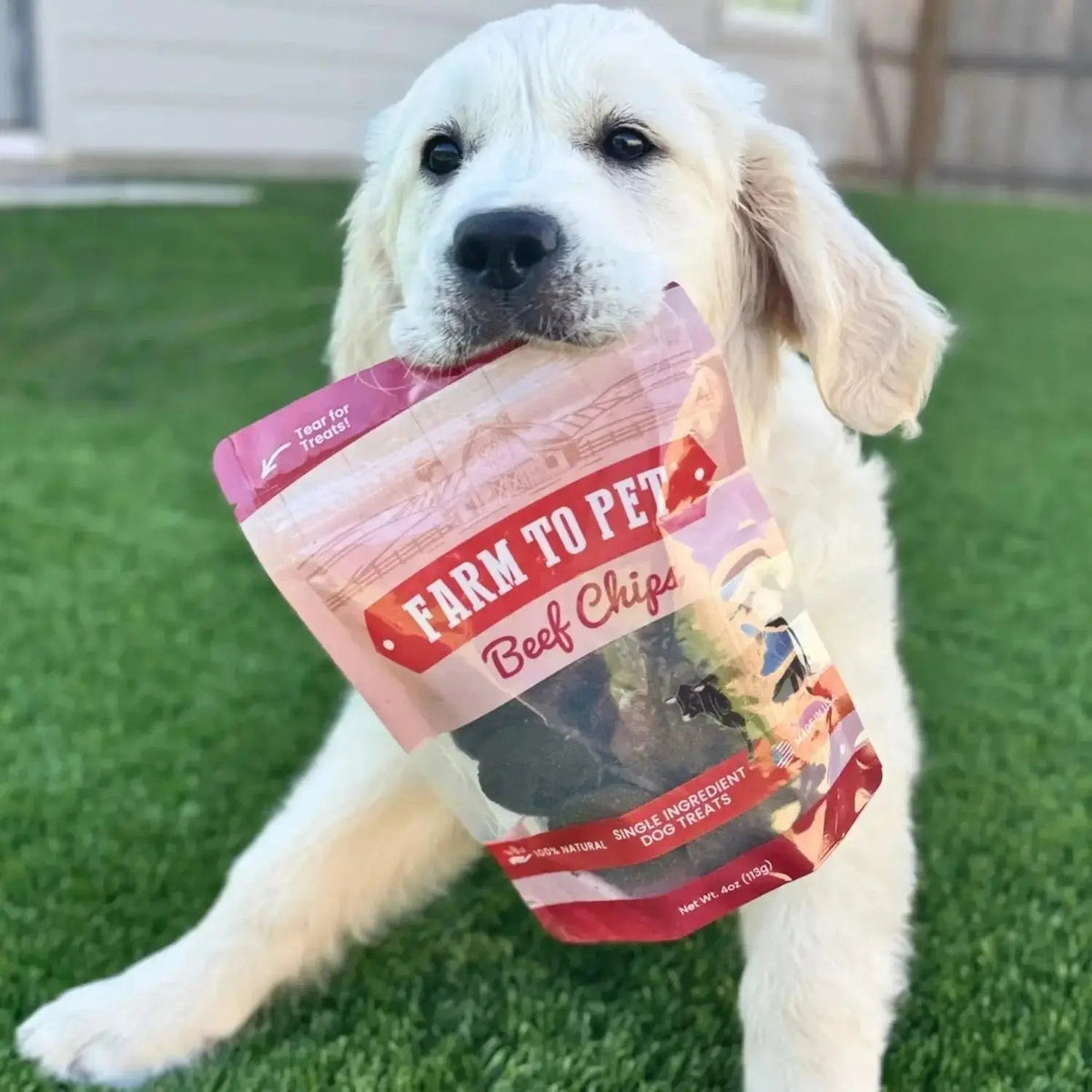 Beef Dog Treats | Single-Ingredient Healthy Treats for Dogs - Chip