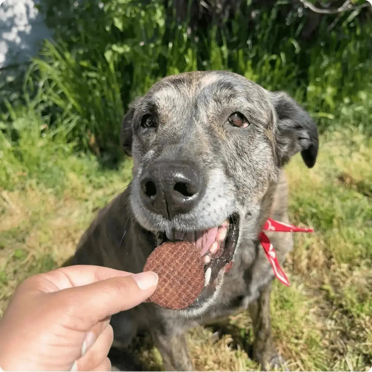 Beef Dog Treats | Single-Ingredient Healthy Treats for Dogs - Chip
