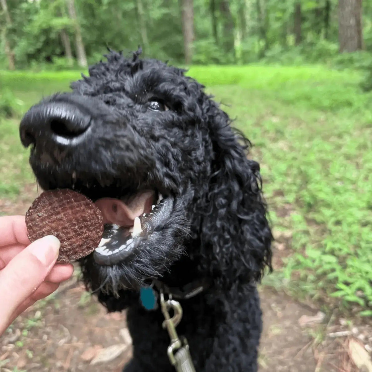Beef Dog Treats | Single-Ingredient Healthy Treats for Dogs - Chip