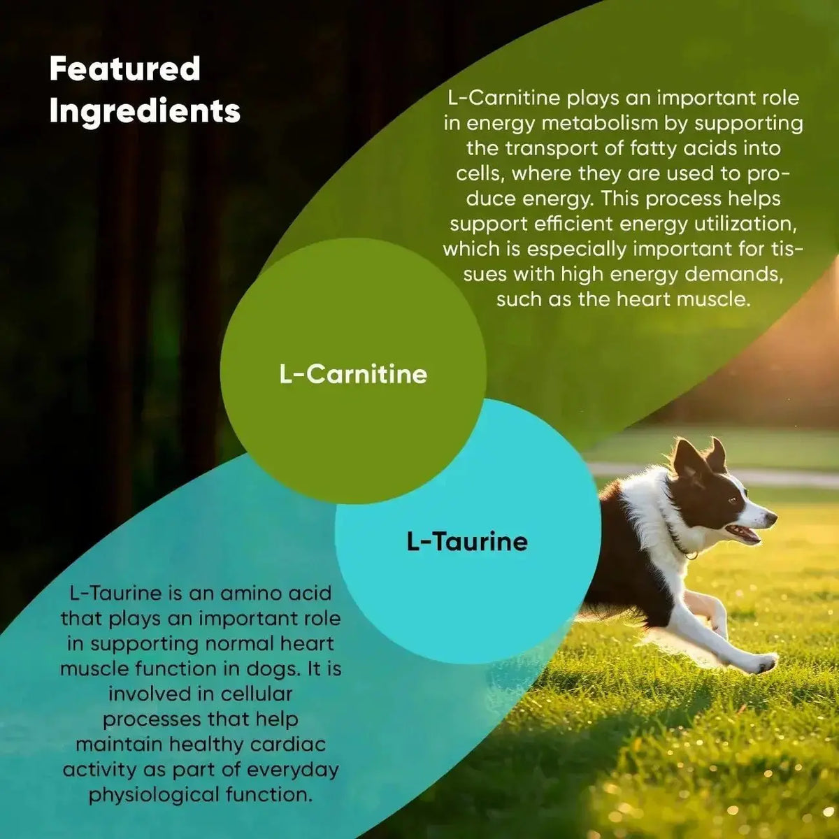 Cardio Support Rooted Owl Pet Supplements