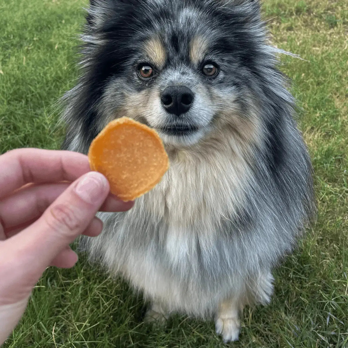 Chicago Chicken Chips for Dogs | Hometown Dog Treats - Chip