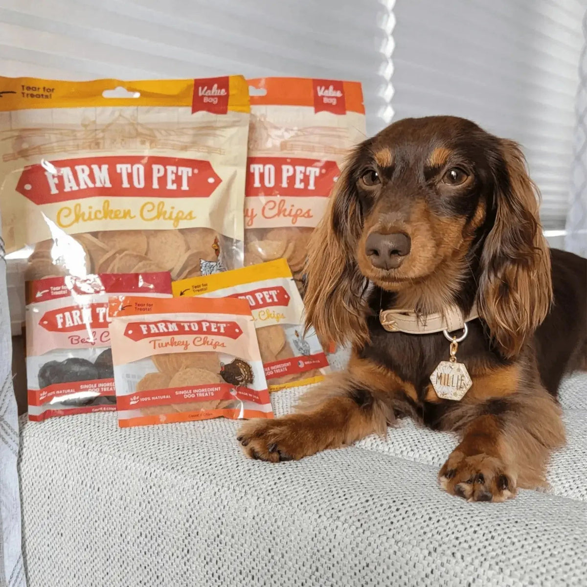 Chicken and Turkey Dog Treats Duo | Single-Ingredient Poultry Treats - Chip