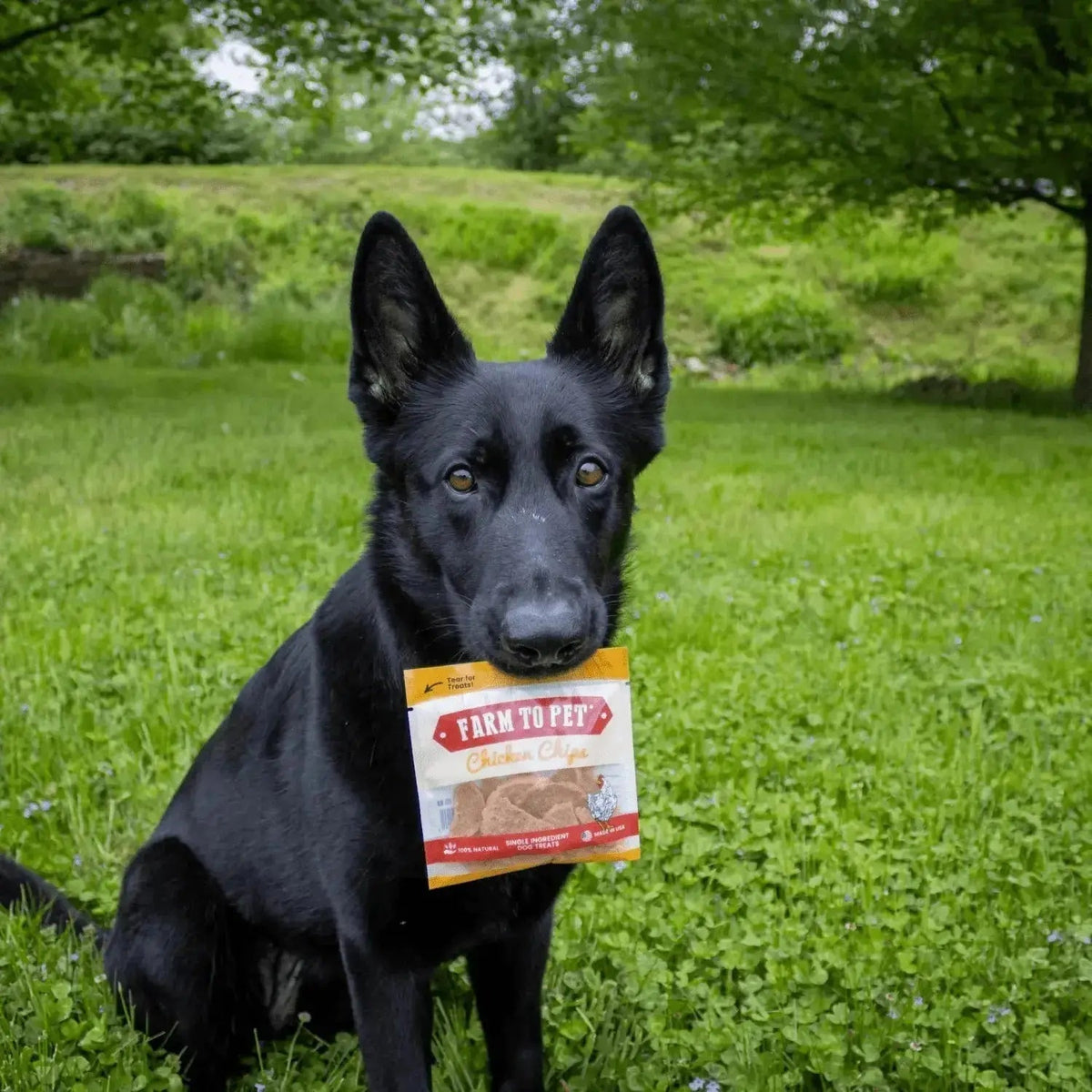 Chicken Chip Snack Packs | Dog Party Favors & Training Treats - Snack Pack