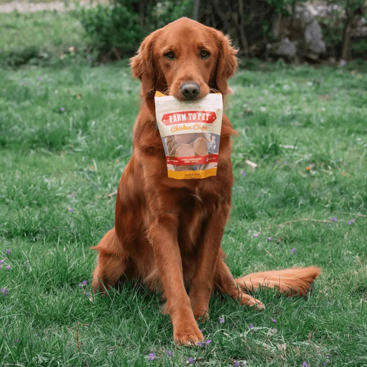 Chicken Chips for Dogs | All-Natural Single-Ingredient Dog Treats - Chip