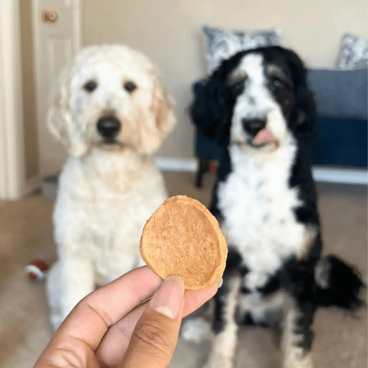 Chicken Chips for Dogs | All-Natural Single-Ingredient Dog Treats - Chip