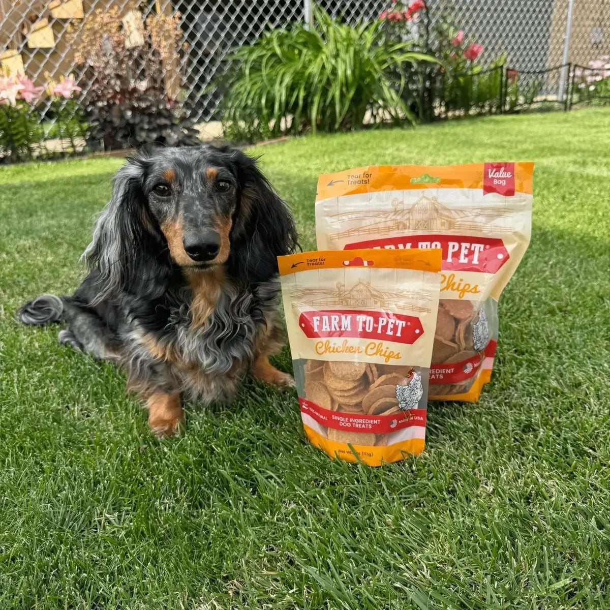 Chicken Chips for Dogs | All-Natural Single-Ingredient Dog Treats - Chip