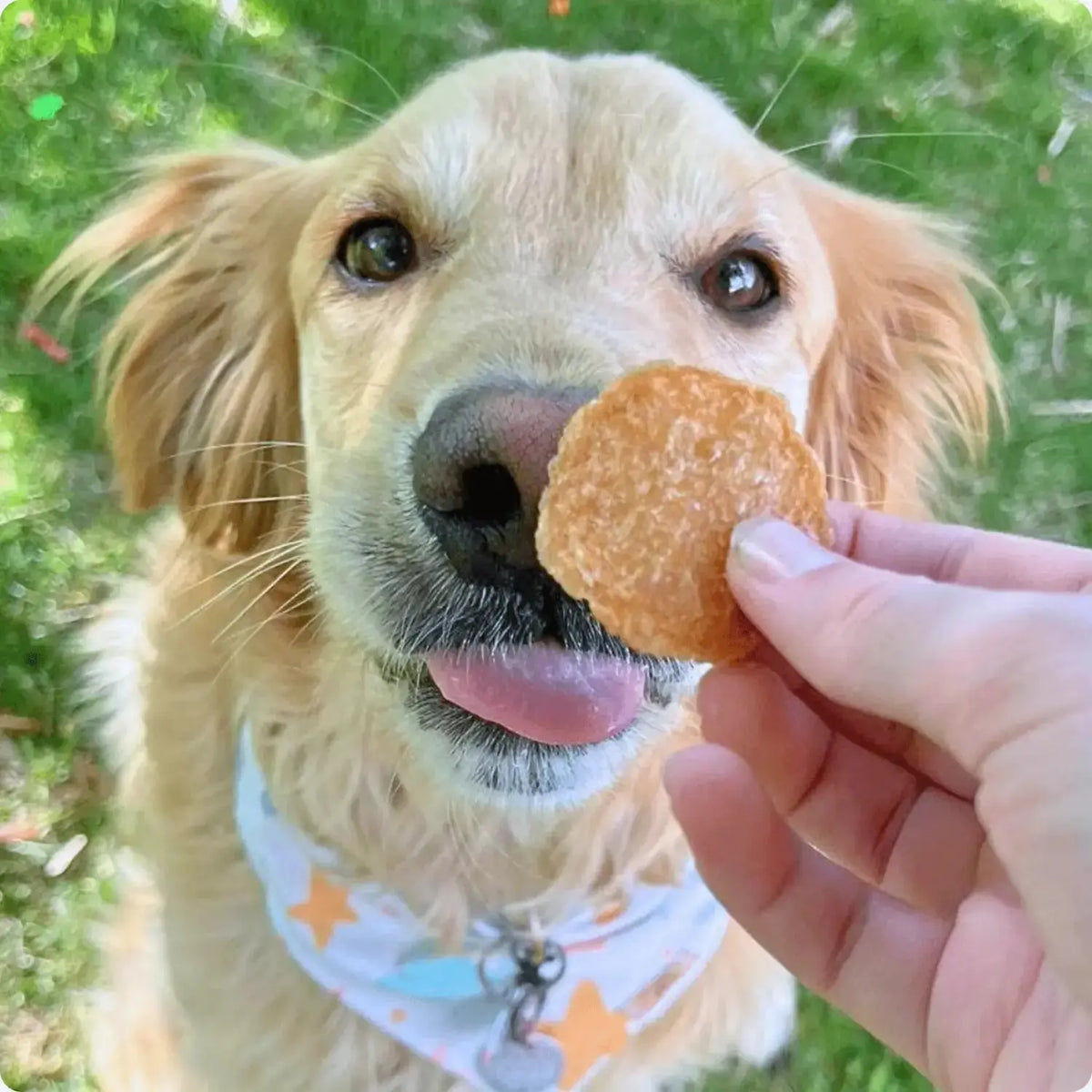 Chicken Chips for Dogs | All-Natural Single-Ingredient Dog Treats - Chip