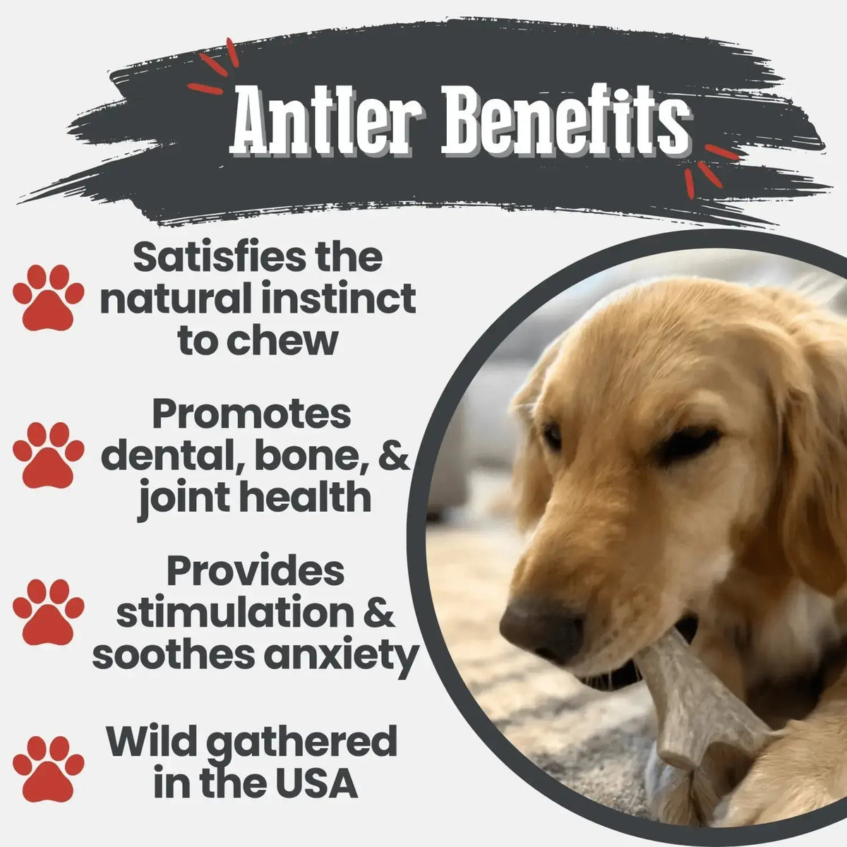 Deer Antler Dog Chews | Organic Chews for Dogs - Antler Dog Chew