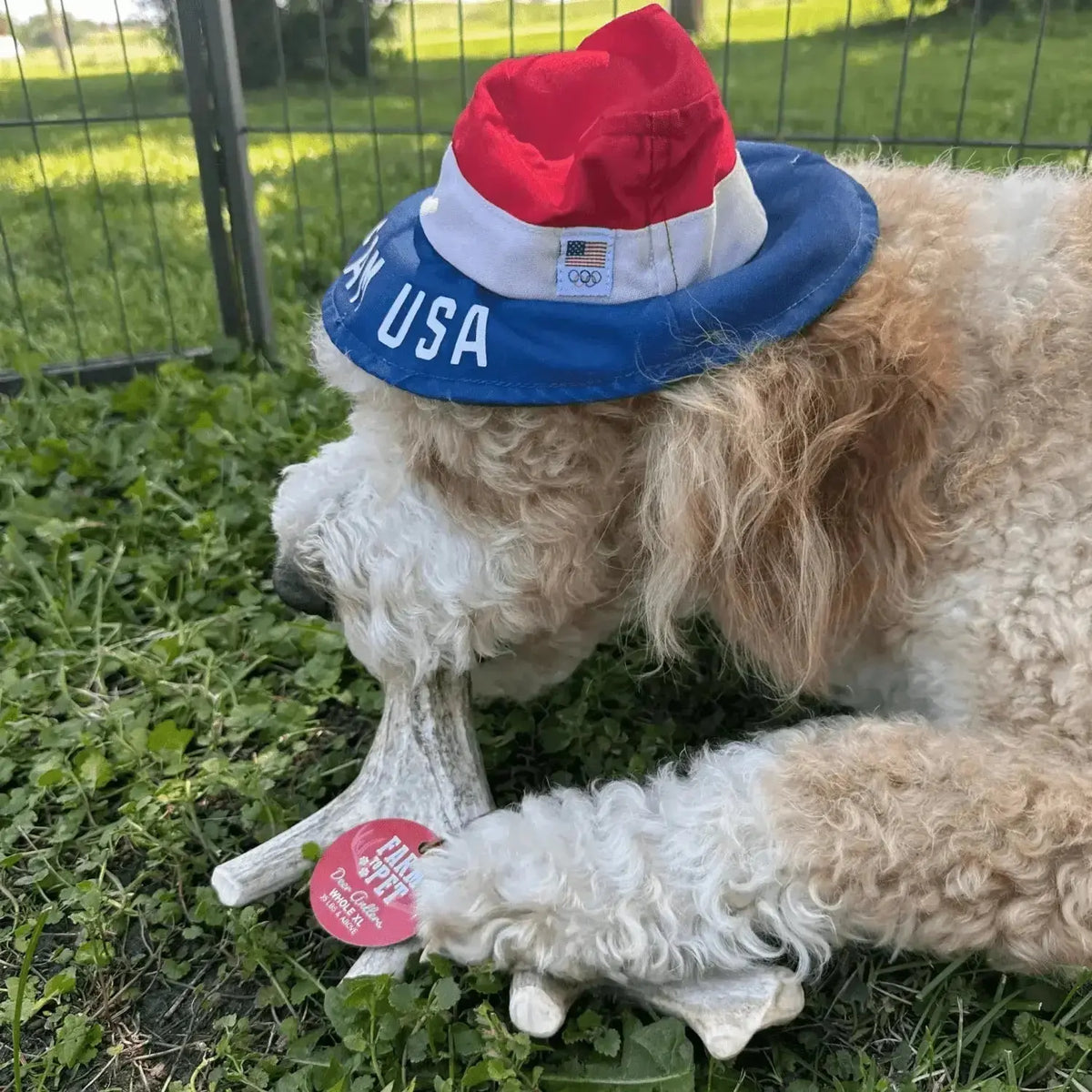 Deer Antler Dog Chews | Organic Chews for Dogs - Antler Dog Chew