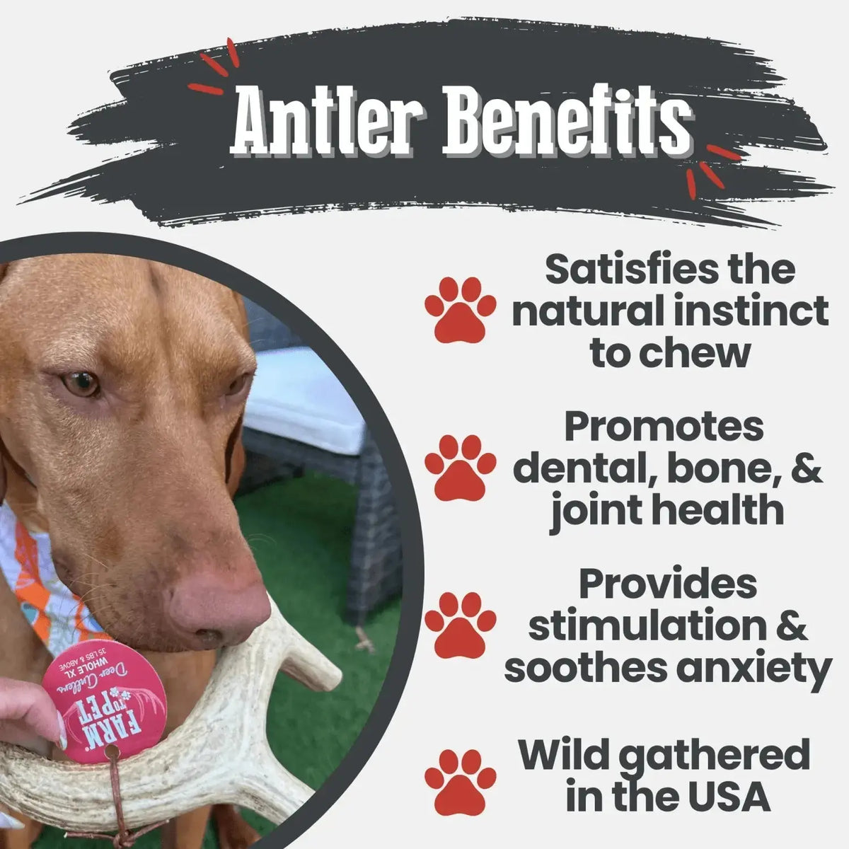 Deer Antler Dog Chews | Organic Chews for Dogs - Antler Dog Chew