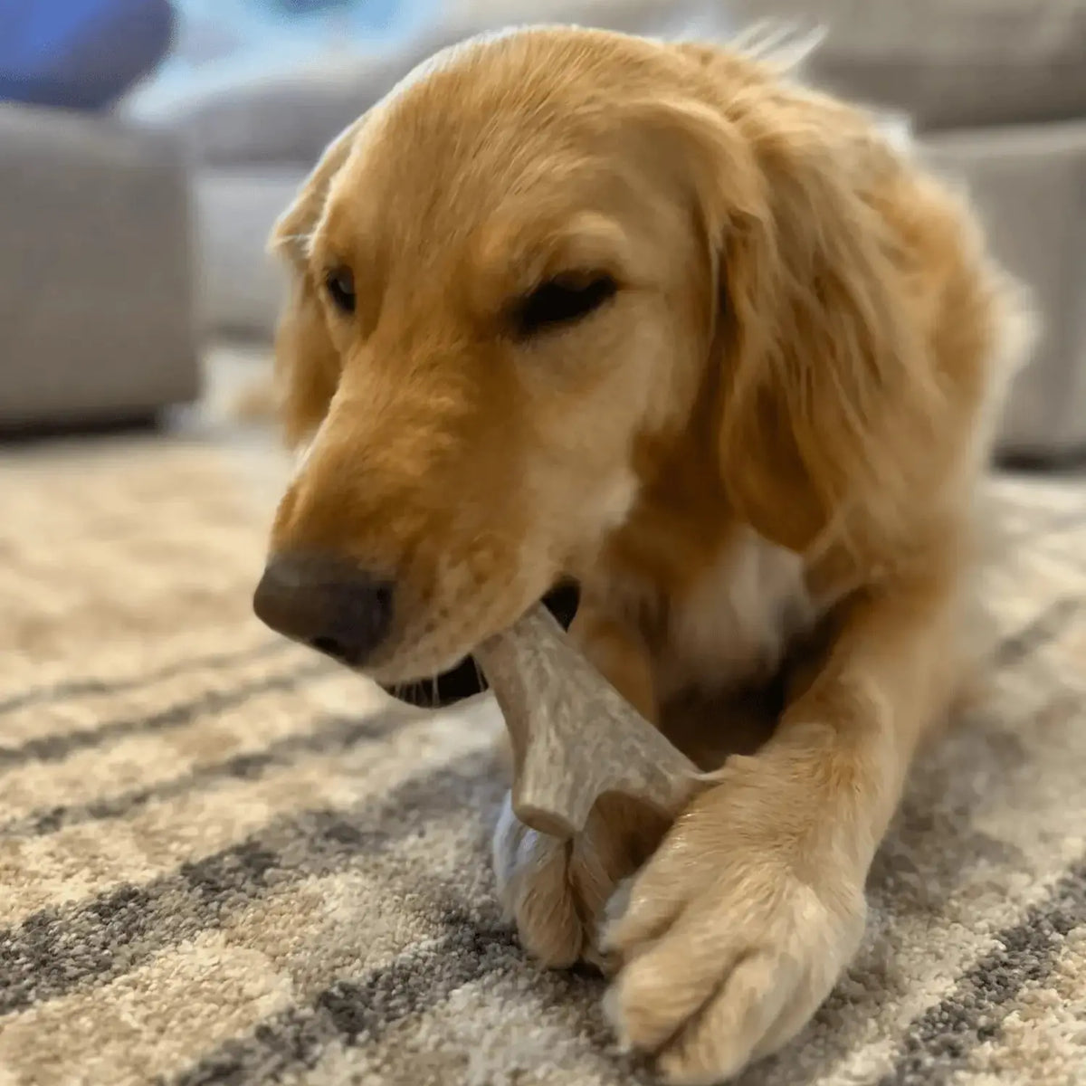 Deer Antler Dog Chews | Organic Chews for Dogs - Antler Dog Chew
