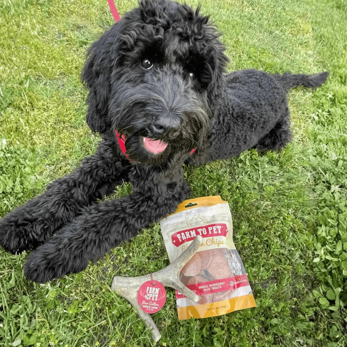 Deer Antler Dog Chews | Organic Chews for Dogs - Antler Dog Chew