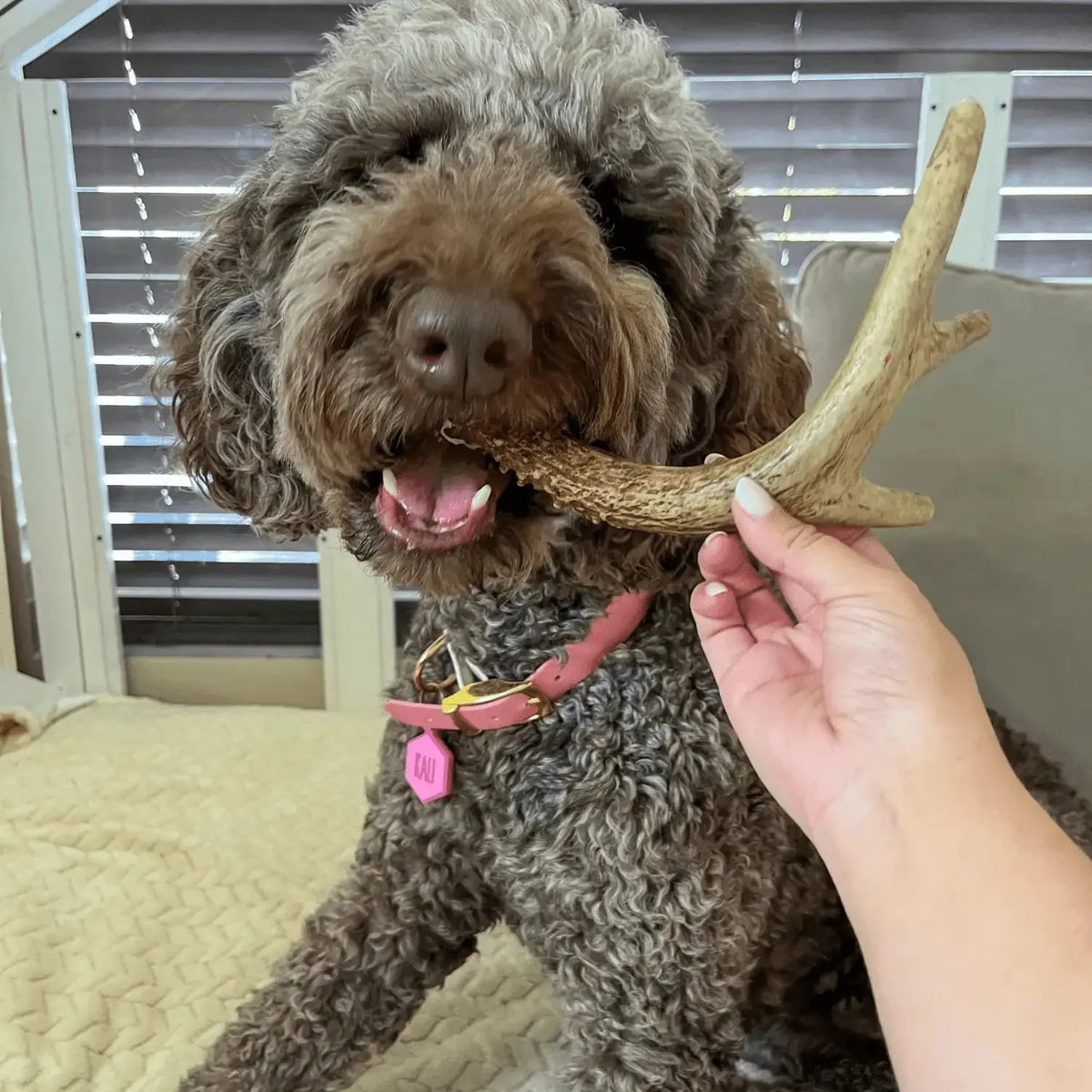 Deer Antler Dog Chews | Organic Chews for Dogs - Antler Dog Chew