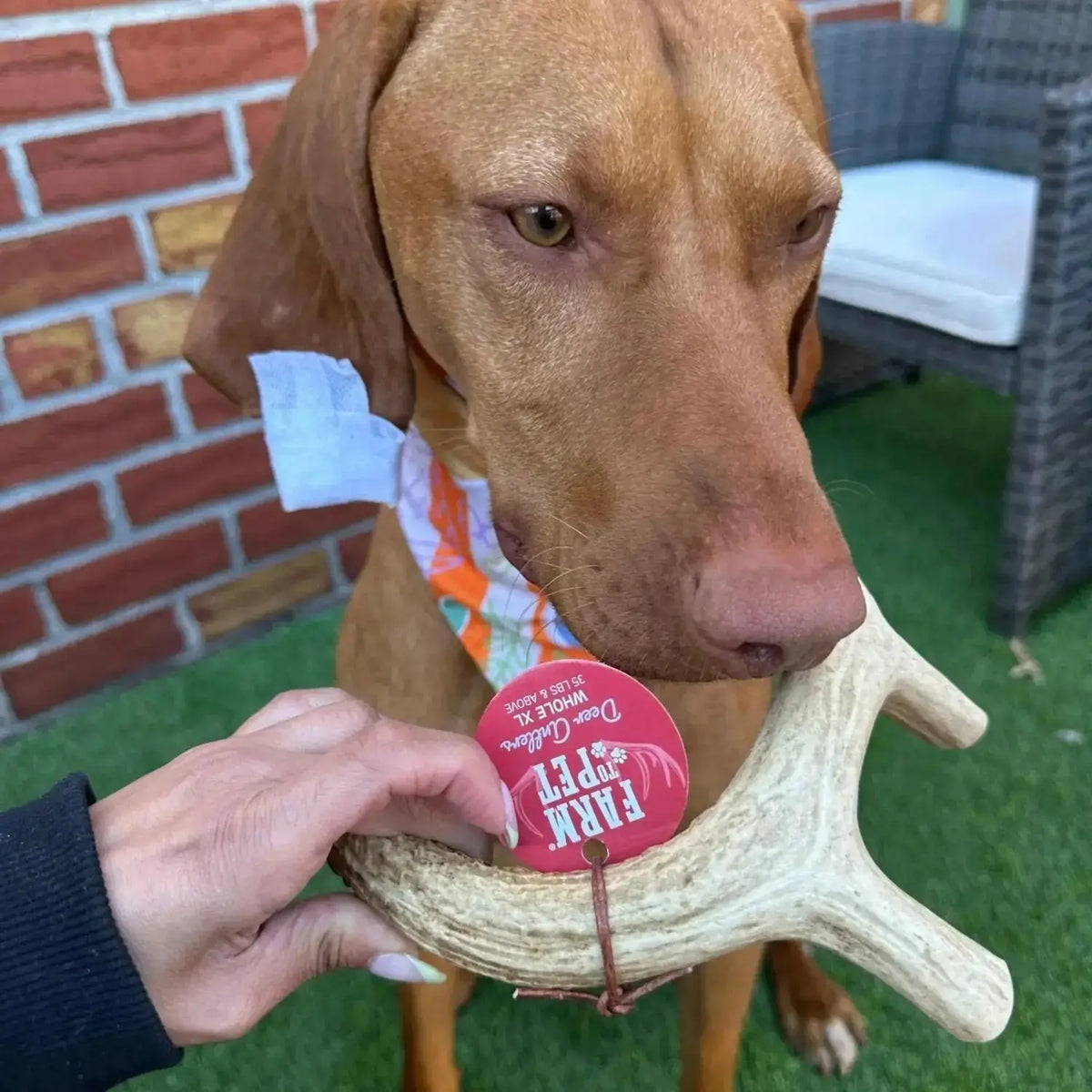 Deer Antler Dog Chews | Organic Chews for Dogs - Antler Dog Chew