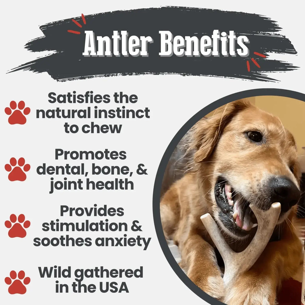 Deer Antler Dog Chews | Organic Chews for Dogs - Antler Dog Chew