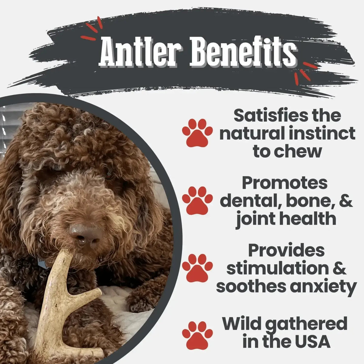 Deer Antler Dog Chews | Organic Chews for Dogs - Antler Dog Chew