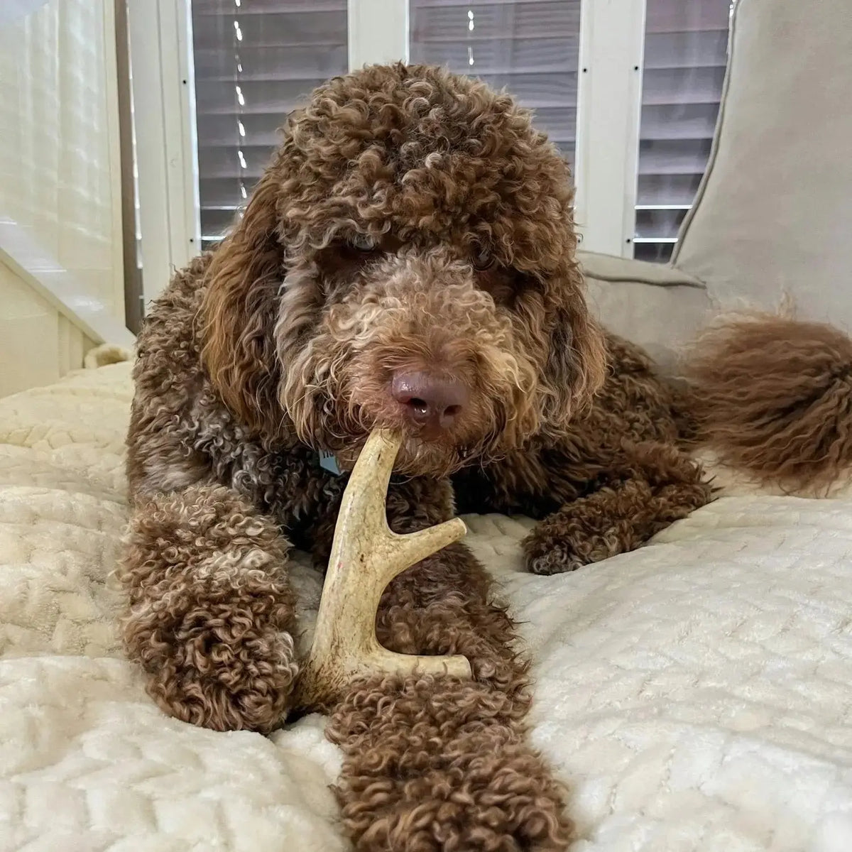 Deer Antler Dog Chews | Organic Chews for Dogs - Antler Dog Chew