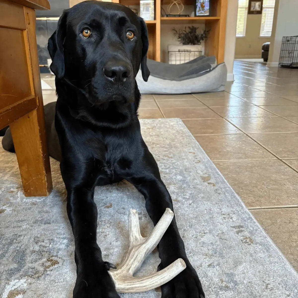 Deer Antler Dog Chews | Organic Chews for Dogs - Antler Dog Chew