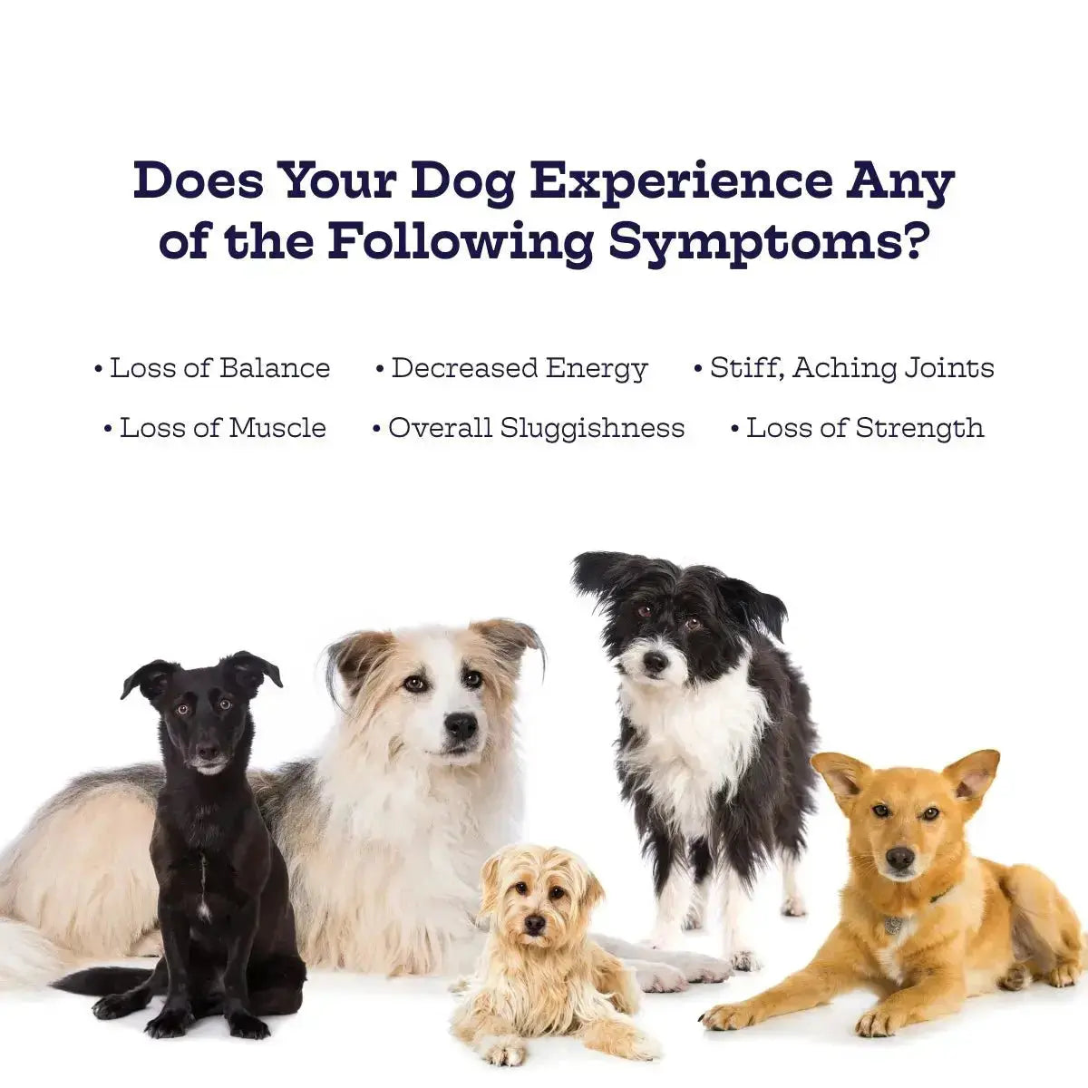 Hip & Joint Chews - True Pet Market