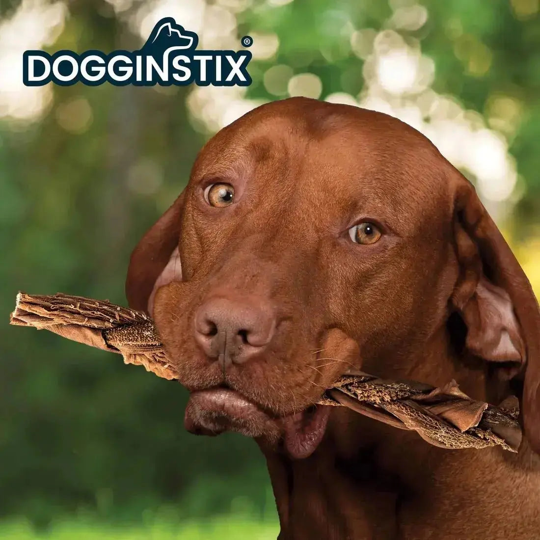 Dogginstix Braided Beef Tripe Natural Dog Chew – Digestible, Nutrient Rich, Omega 3 Jeffers
