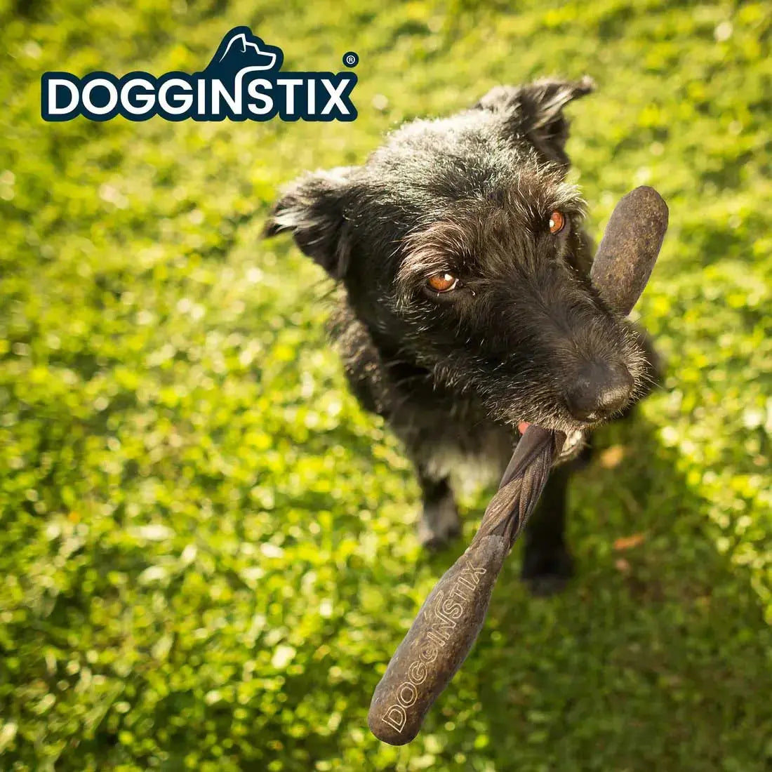 Dogginstix Braided Lamb Collagen Barbell Dog Chew – Natural, Grass-Fed, Low Fat Treat Jeffers