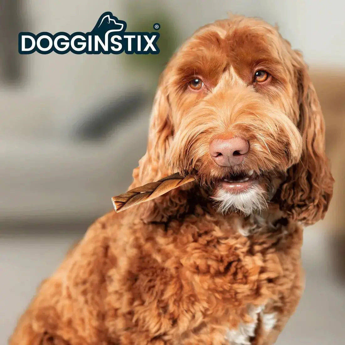 Dogginstix Braided Lamb Collagen Dog Chew – Long Lasting, Digestible, High Protein Rawhide Alternative Jeffers