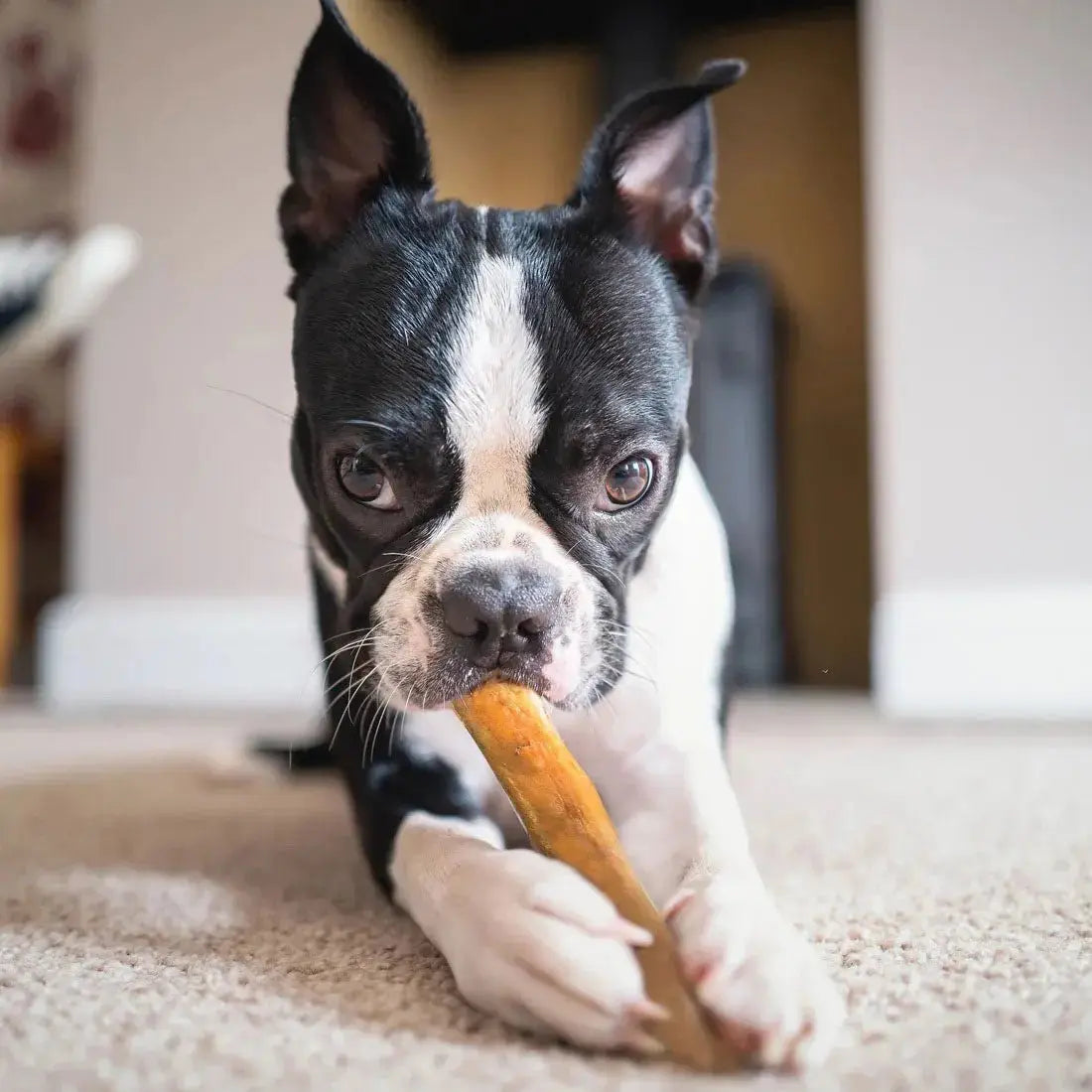 Dogginstix Bully Stick Dog Chew, All-Natural, Grass-Fed Beef, Odor-Free Jeffers