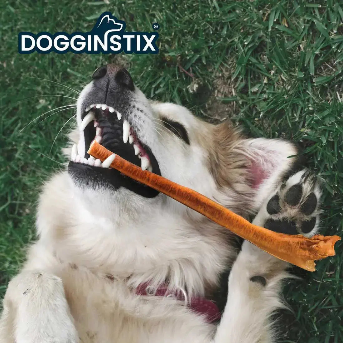 Dogginstix Bully Stick Dog Chew, All-Natural, Grass-Fed Beef, Odor-Free Jeffers