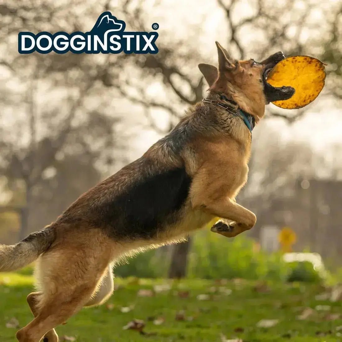 Dogginstix Natural Beef Collagen UFO Dog Chew & Toy – Long Lasting, Digestible, High Protein Jeffers