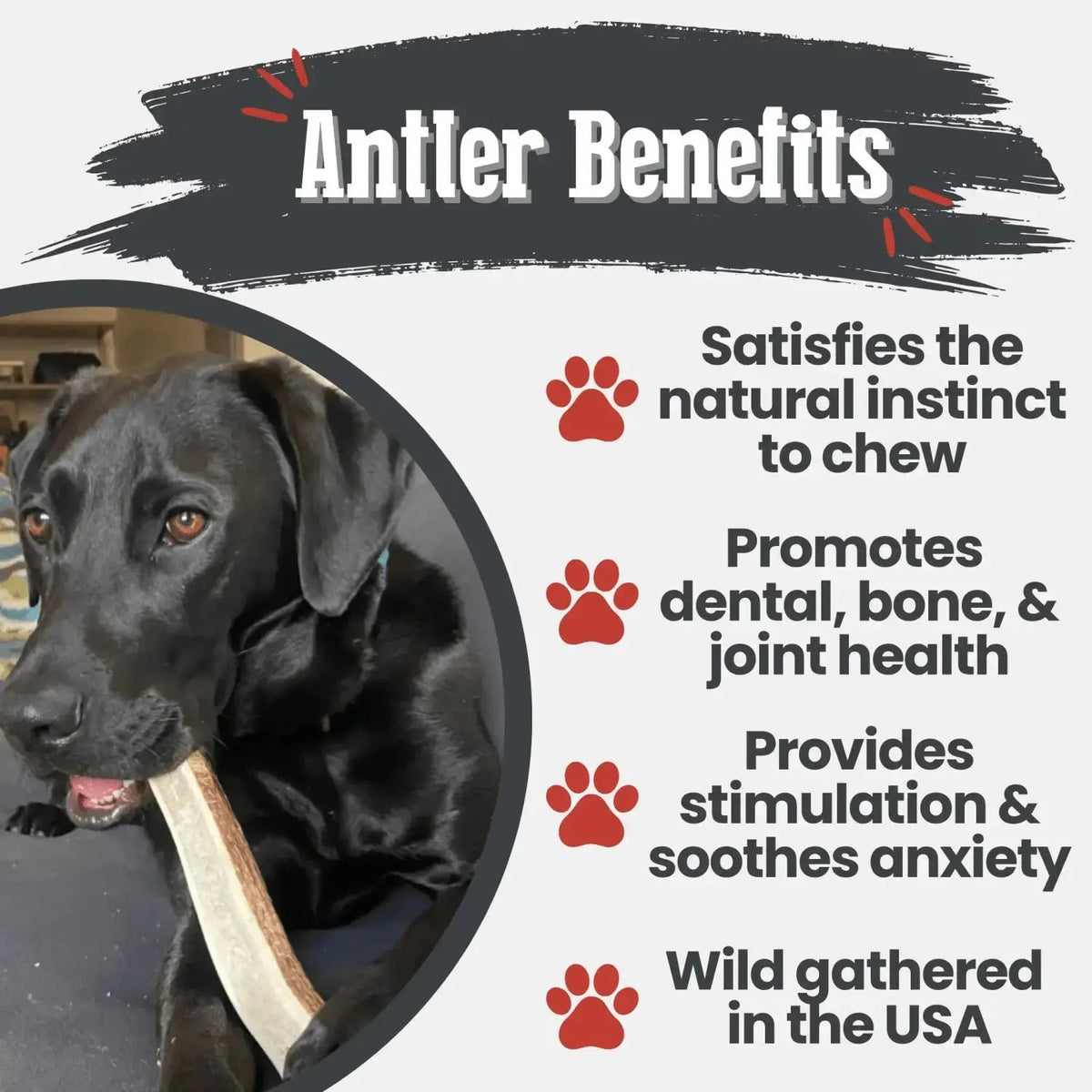 Elk Antler Dog Chews | All-Natural Whole and Split Chews for Dogs - Antler Dog Chew