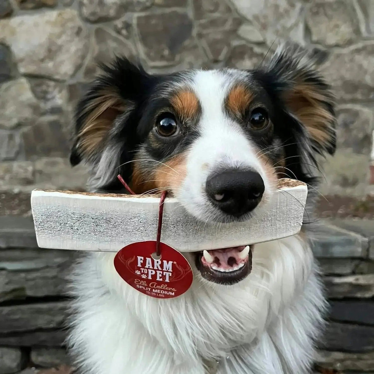 Elk Antler Dog Chews | All-Natural Whole and Split Chews for Dogs - Antler Dog Chew