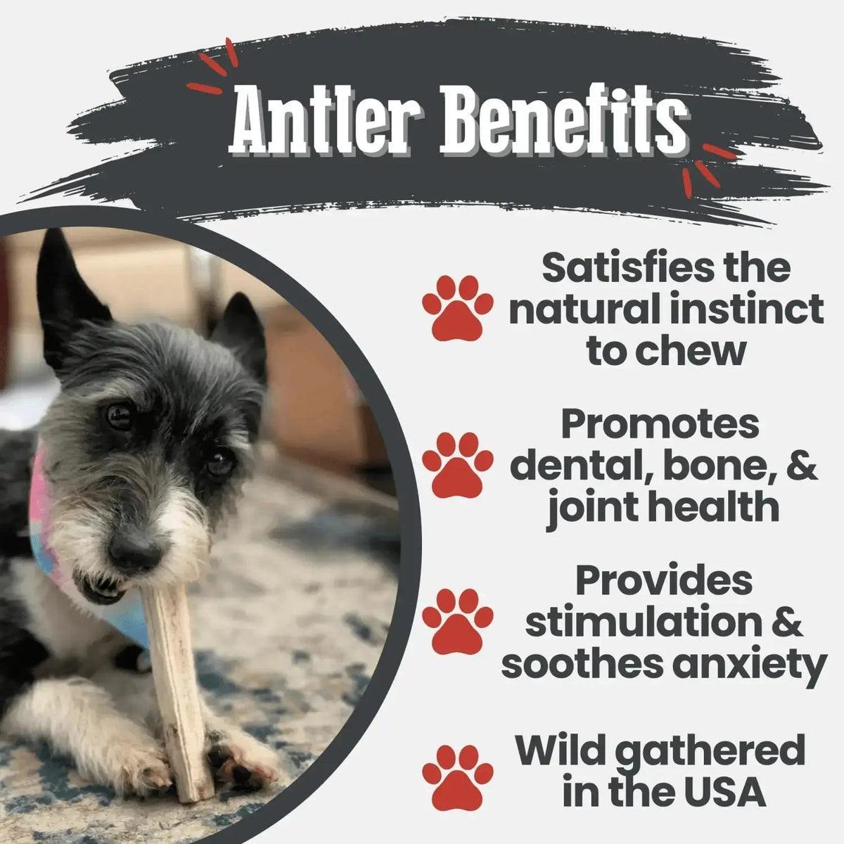 Elk Antler Dog Chews | All-Natural Whole and Split Chews for Dogs - Antler Dog Chew