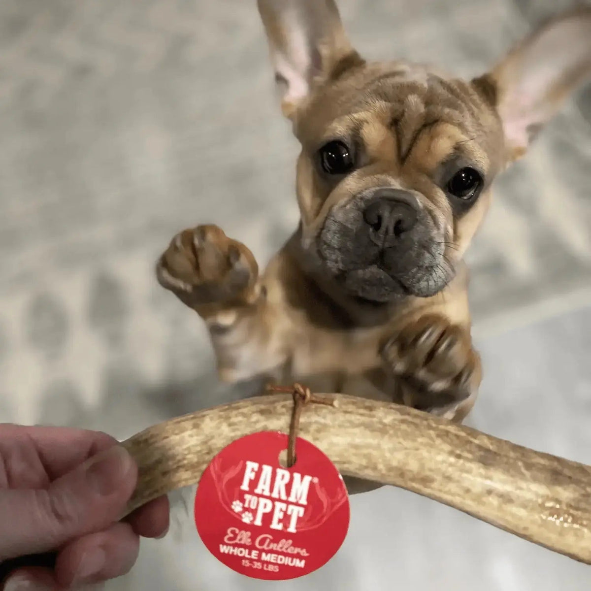 Elk Antler Dog Chews | All-Natural Whole and Split Chews for Dogs - Antler Dog Chew