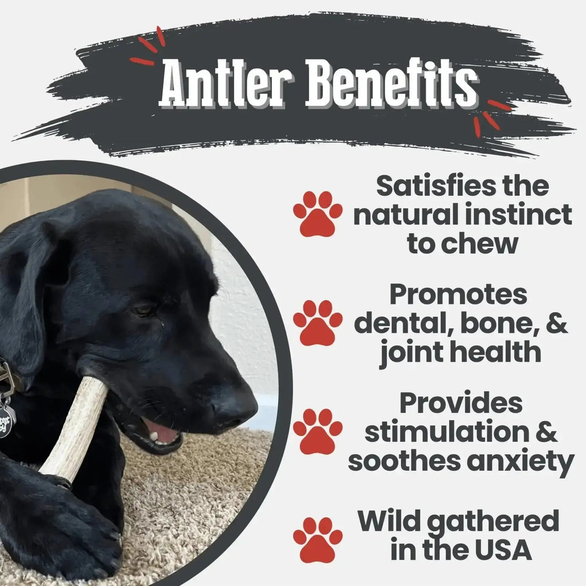 Elk Antler Dog Chews | All-Natural Whole and Split Chews for Dogs - Antler Dog Chew
