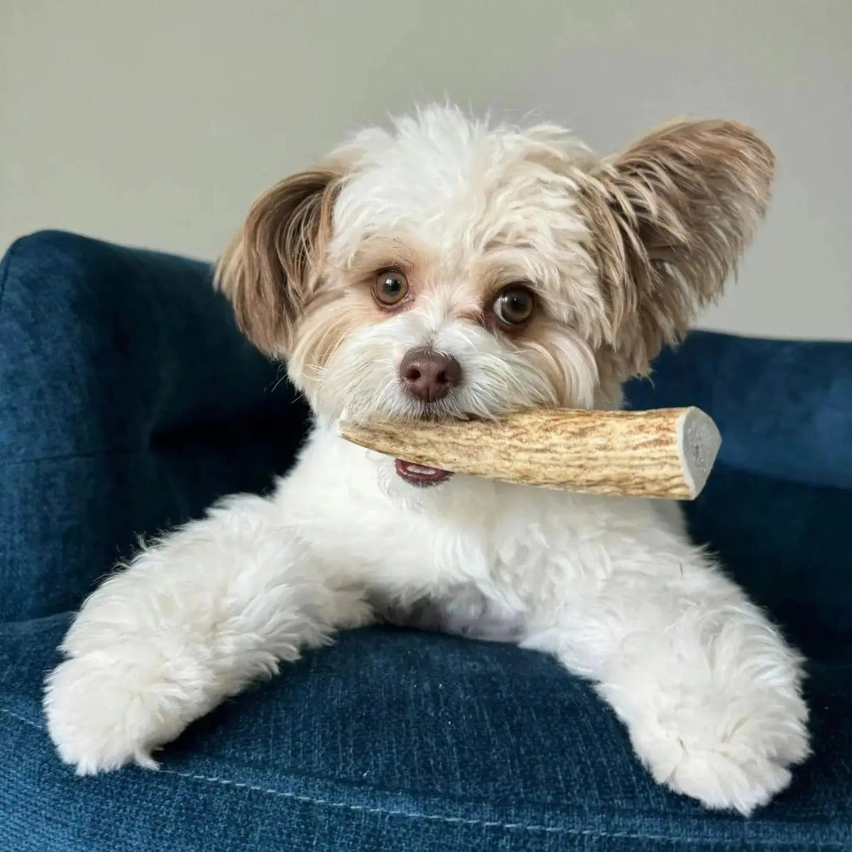 Elk Antler Dog Chews | All-Natural Whole and Split Chews for Dogs - Antler Dog Chew