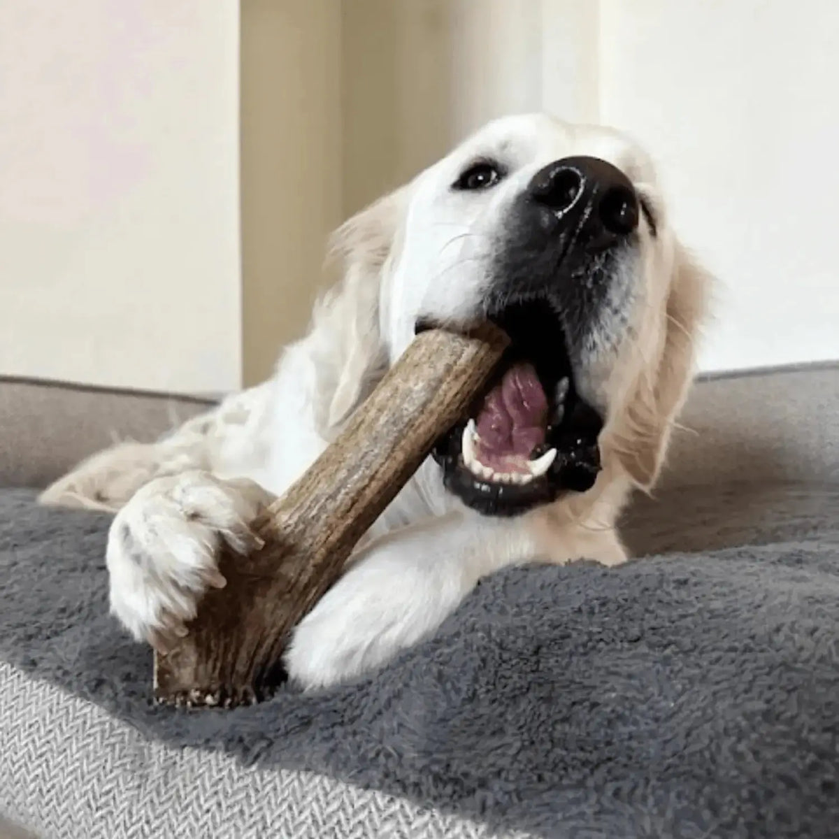 Elk Antler Dog Chews | All-Natural Whole and Split Chews for Dogs - Antler Dog Chew