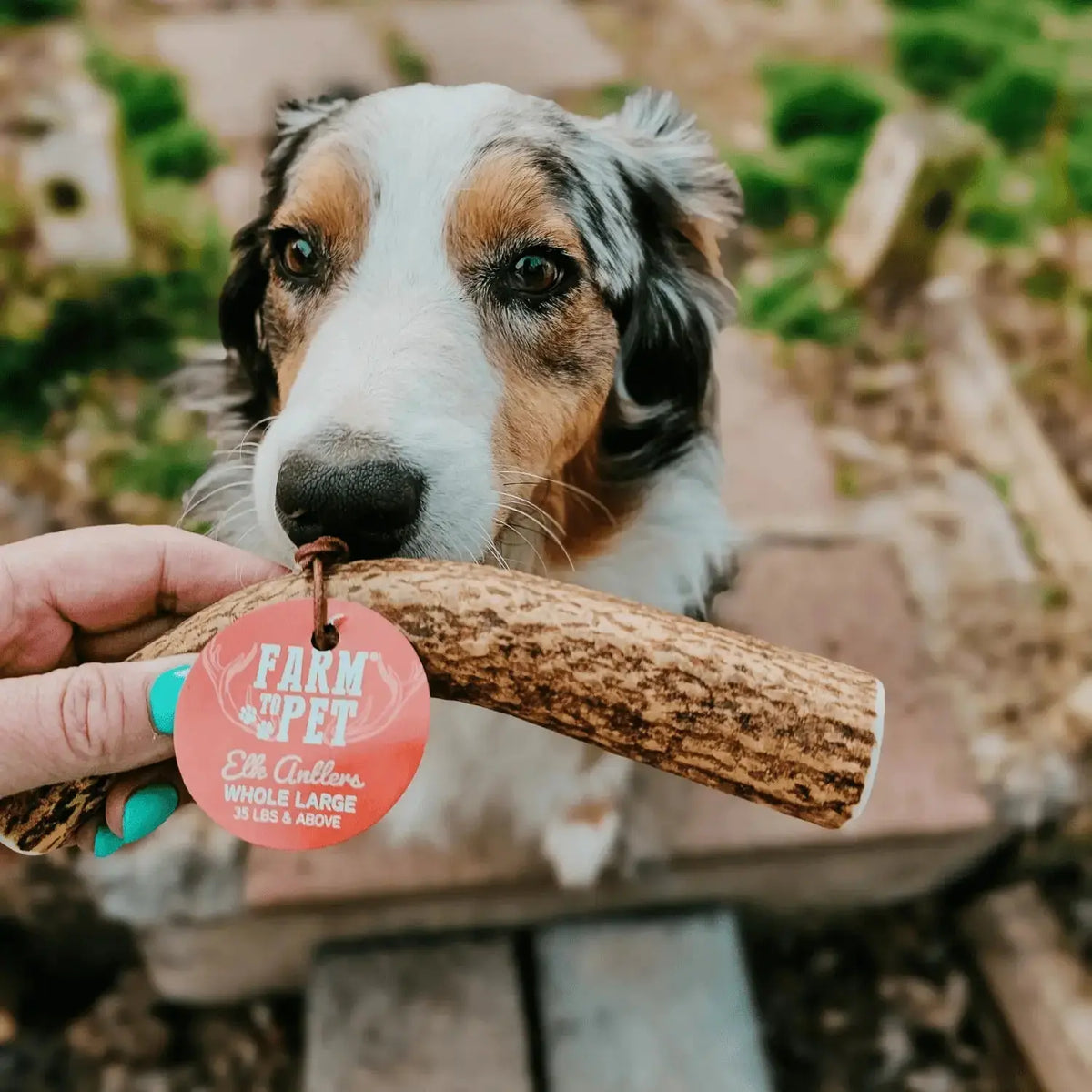 Elk Antler Dog Chews | All-Natural Whole and Split Chews for Dogs - Antler Dog Chew