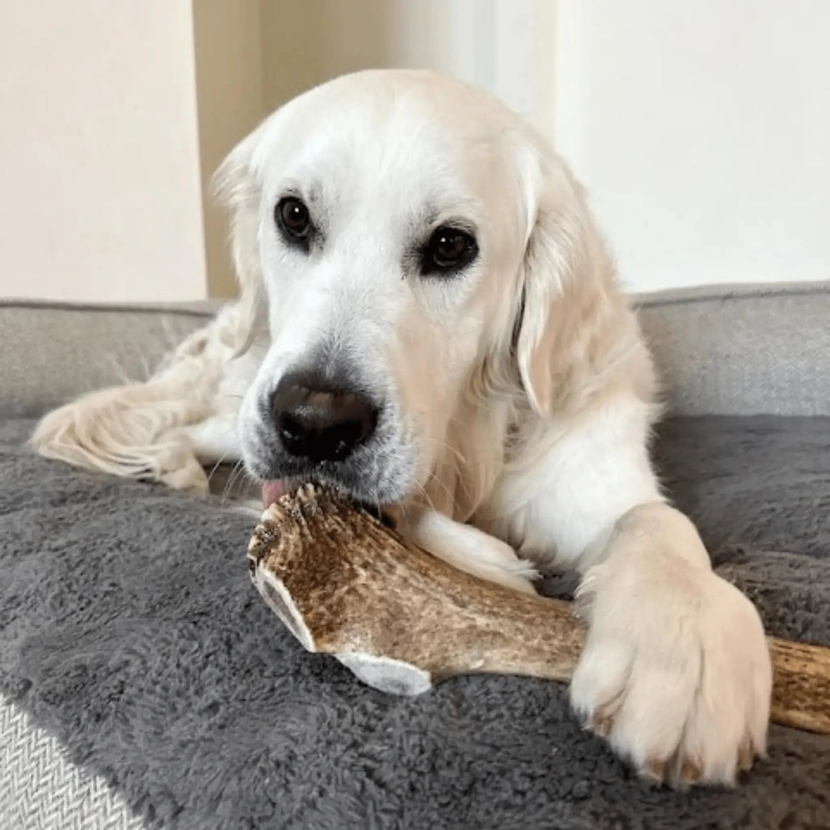 Elk Antler Dog Chews | All-Natural Whole and Split Chews for Dogs - Antler Dog Chew