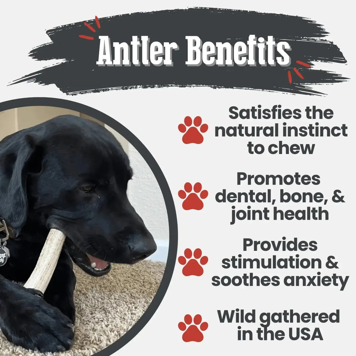 Elk Antler Dog Chews | All-Natural Whole and Split Chews for Dogs - Antler Dog Chew