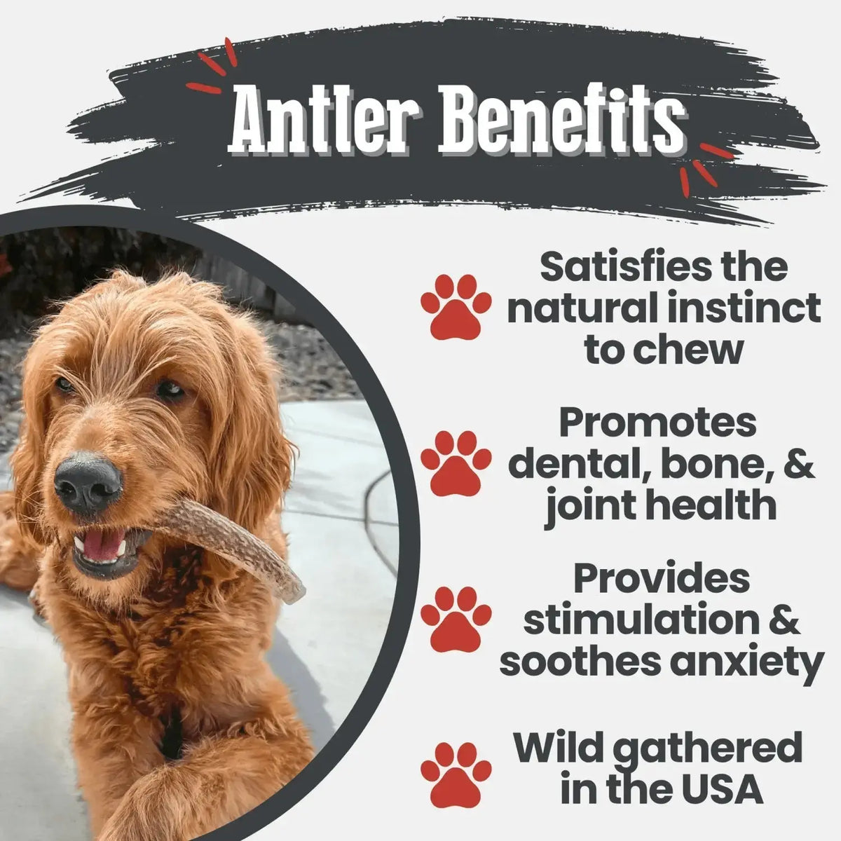Elk Antler Dog Chews | All-Natural Whole and Split Chews for Dogs - Antler Dog Chew