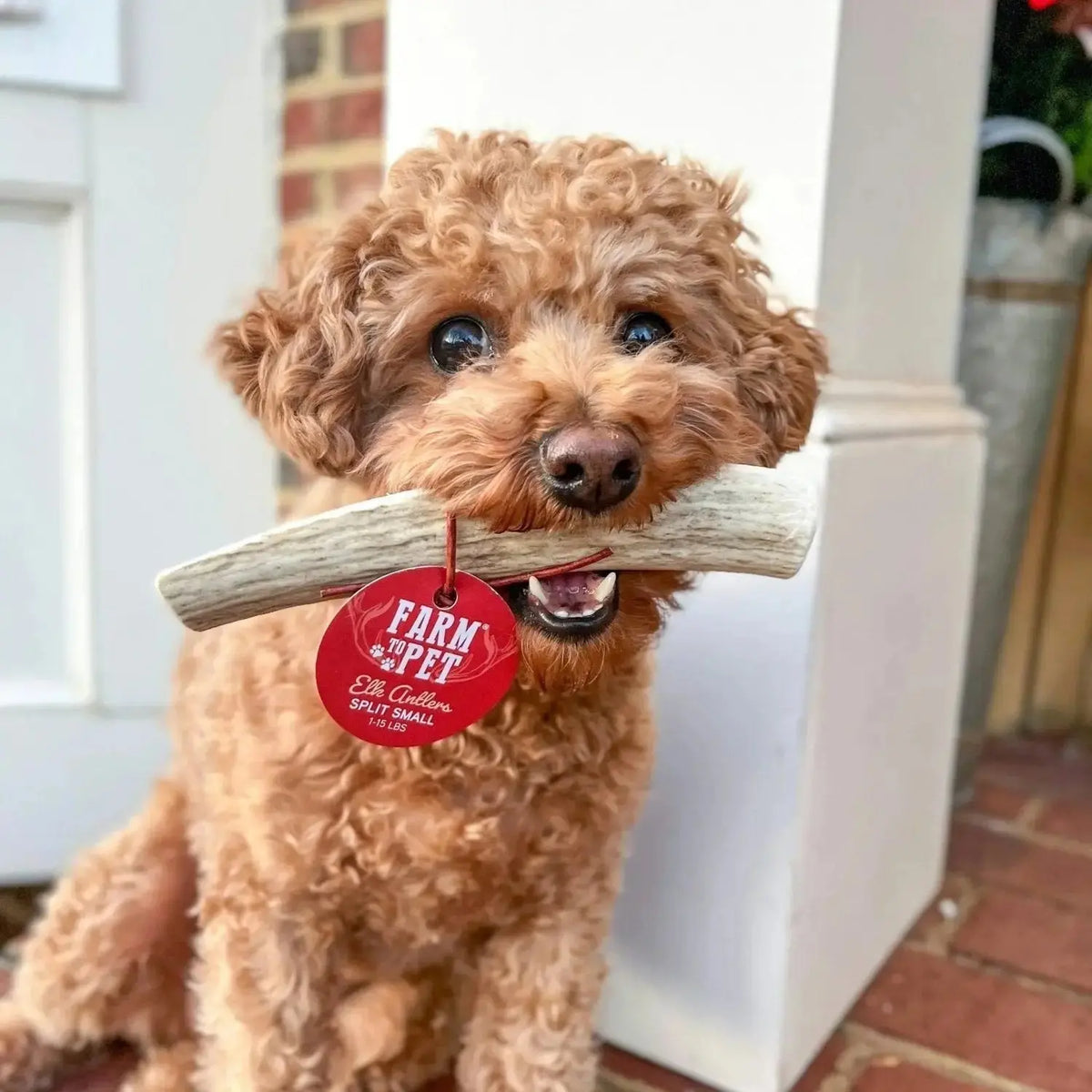 Elk Antler Dog Chews | All-Natural Whole and Split Chews for Dogs - Antler Dog Chew