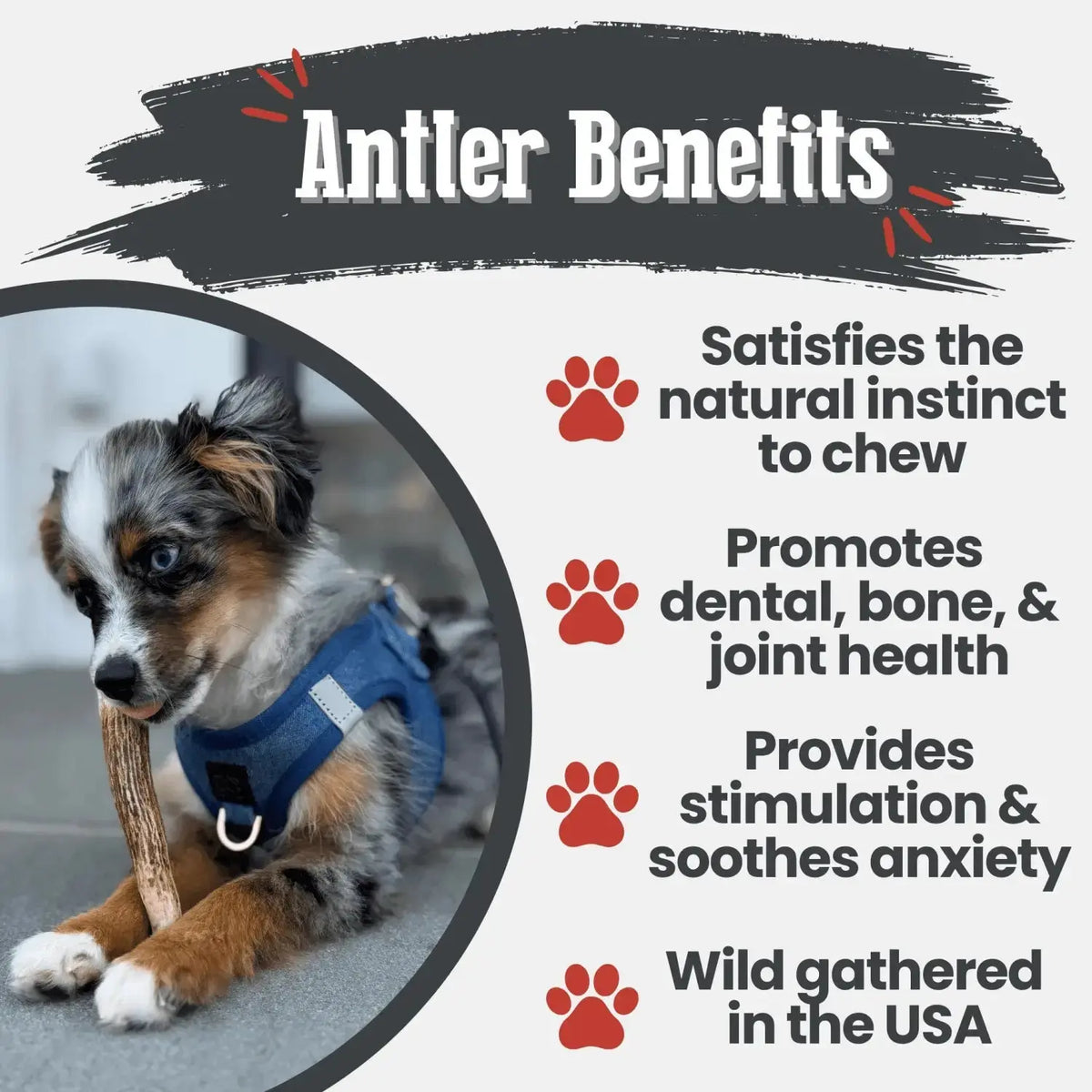 Elk Antler Dog Chews | All-Natural Whole and Split Chews for Dogs - Antler Dog Chew