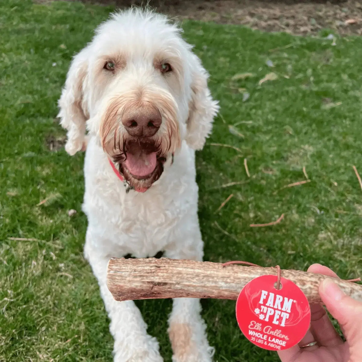 Elk Antler Dog Chews | All-Natural Whole and Split Chews for Dogs - Antler Dog Chew