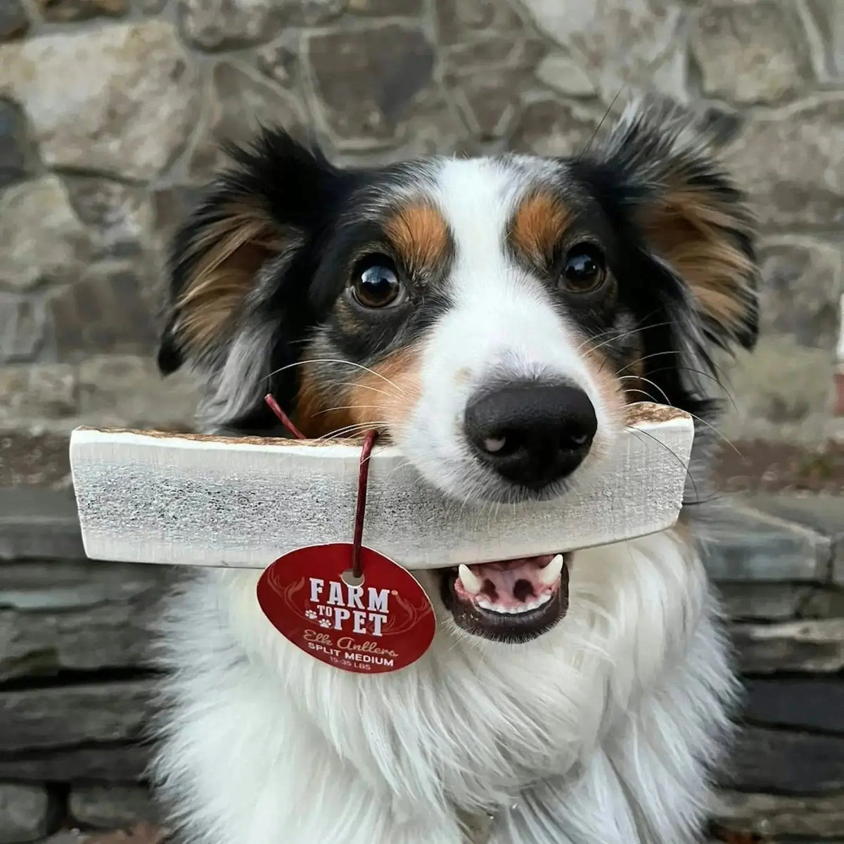 Elk Antler Dog Chews | All-Natural Whole and Split Chews for Dogs - Antler Dog Chew
