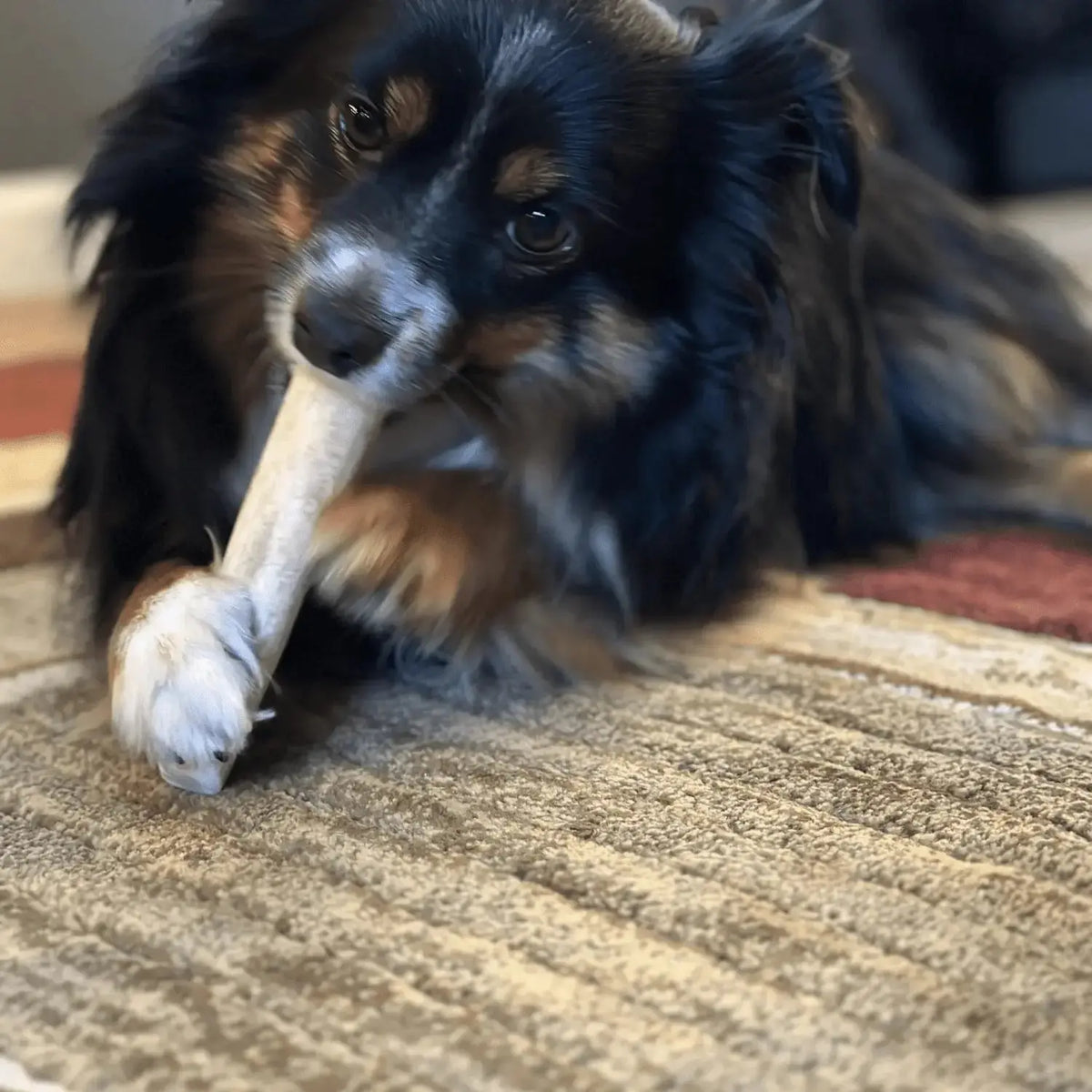 Elk Antler Dog Chews | All-Natural Whole and Split Chews for Dogs - Antler Dog Chew